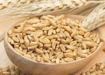 Whole-Grain Barley